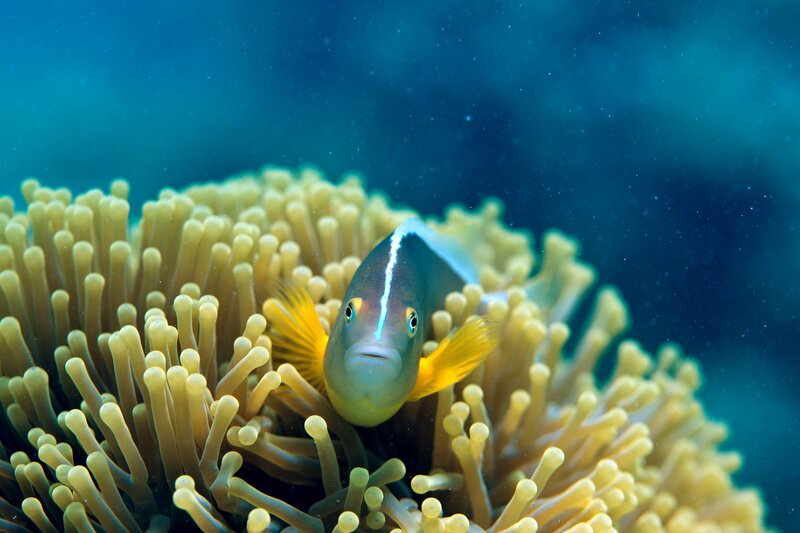 Clownfish in Anemone — Blue, Serene, Photograph