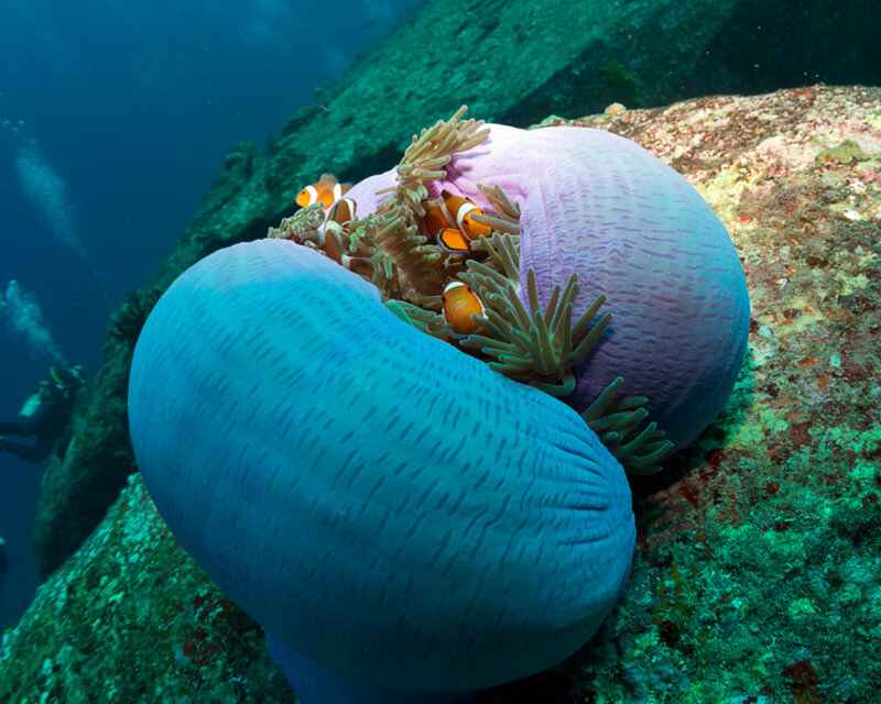 Clownfish in Anemone — Blue, Serene