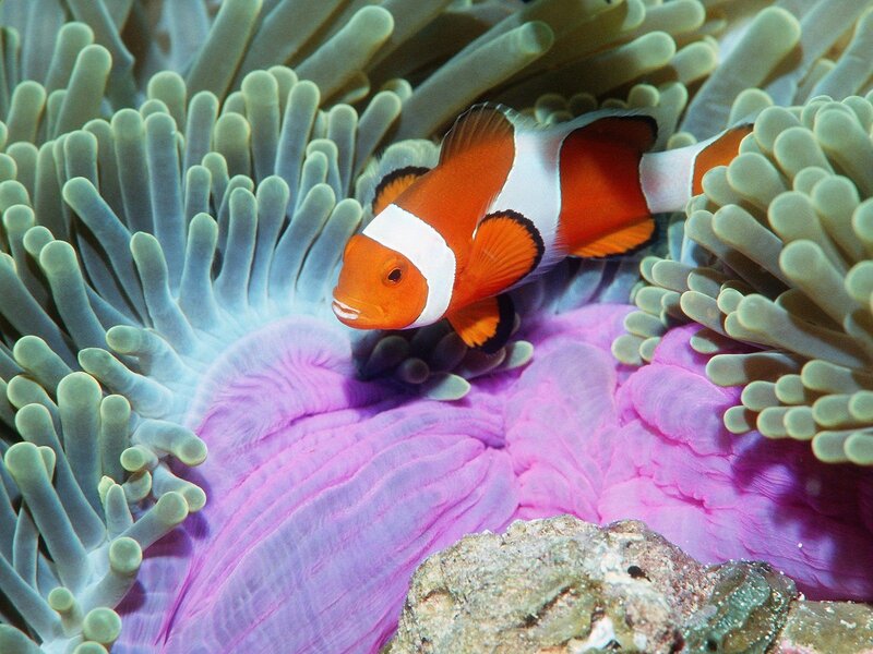 Clownfish in Anemone — Coral