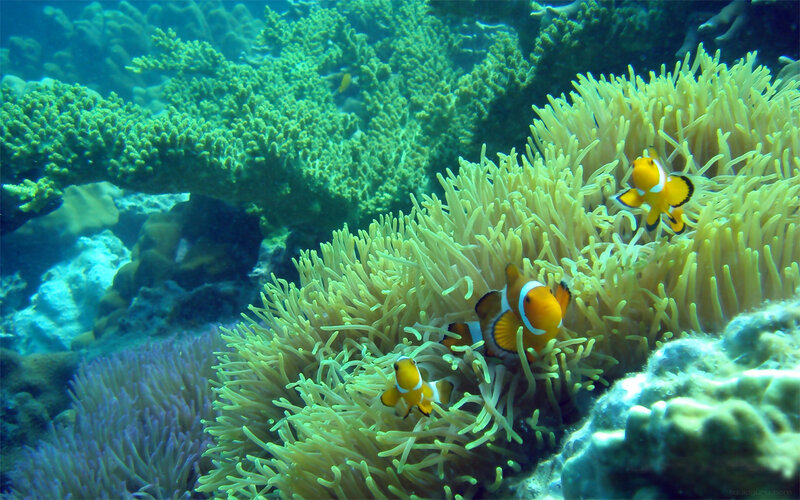 Clownfish in Anemone — Green, Serene