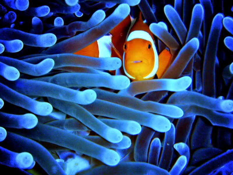 Clownfish in Anemone — Ocean
