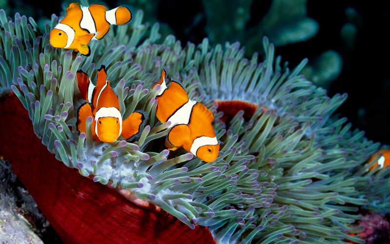 Clownfish in Anemone — Orange, Calm, Photograph, Coral, Ocean