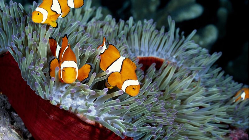 Clownfish in Anemone — Orange, Calm, Photograph, Coral Reef, White
