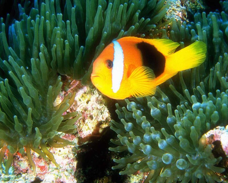 Clownfish in Anemone — Orange, Calm, Photograph, Coral