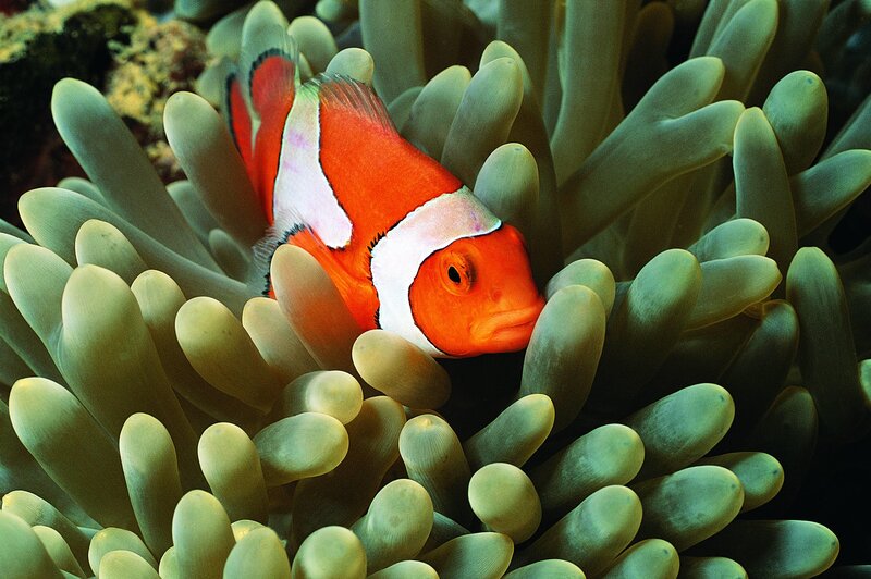 Clownfish in Anemone — Orange, Calm, Photograph, Coral, White