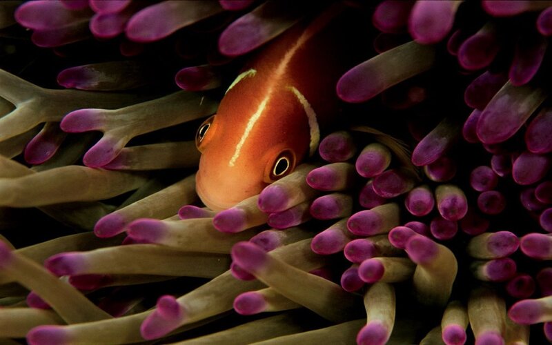 Clownfish in Anemone — Orange, Calm, Photograph, Fish
