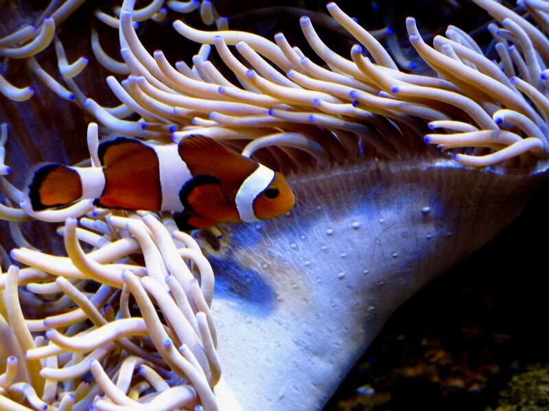 Clownfish in Anemone — Orange, Calm, Photograph, Ocean, Coral