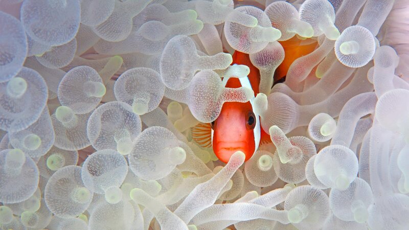 Clownfish in Anemone — Orange, Calm, Photograph, Ocean, Fish