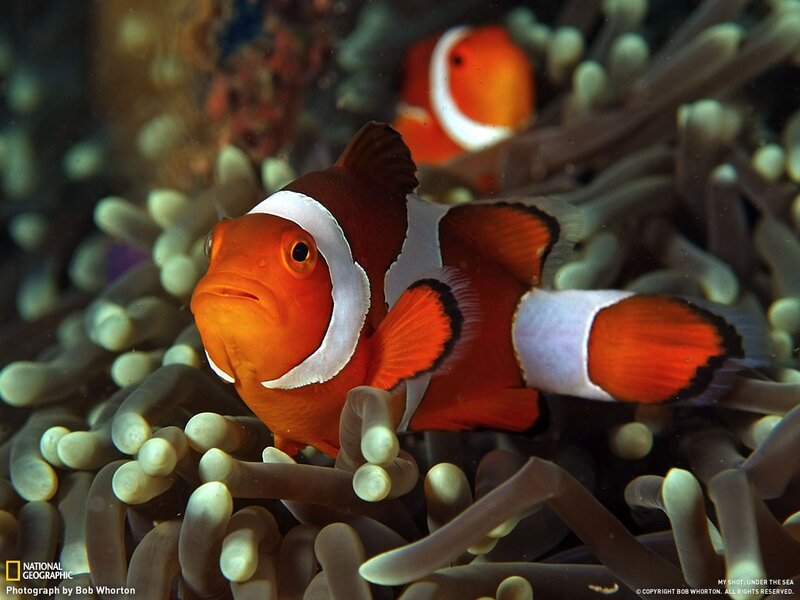 Clownfish in Anemone — Orange, Calm, Photograph, Ocean, Fish, White, Brown
