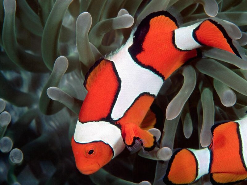 Clownfish in Anemone — Orange, Calm, Photograph, Ocean, White, Black