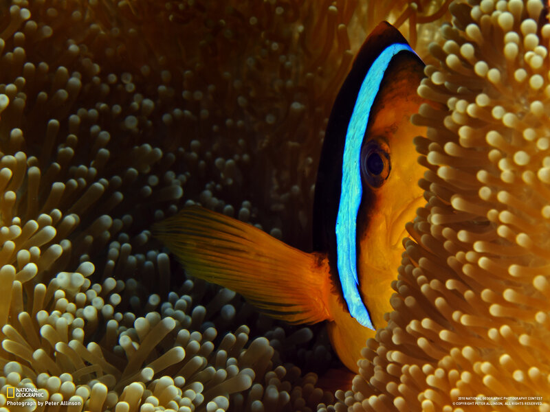 Clownfish in Anemone — Orange, Calm, Photograph