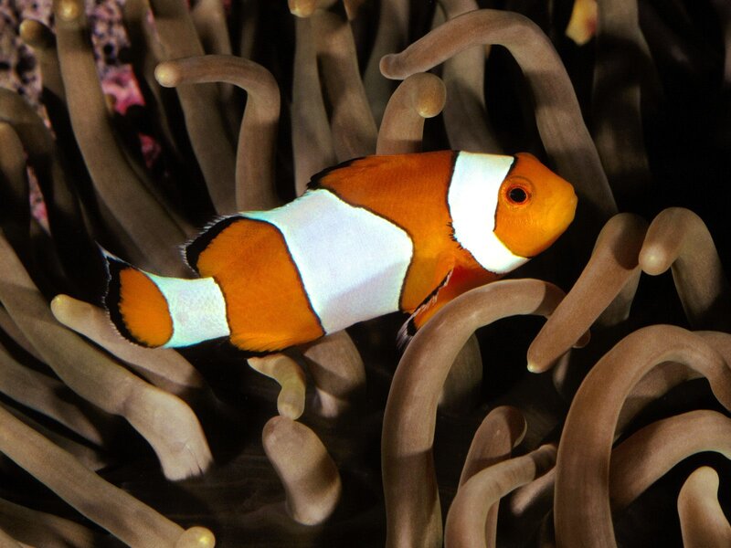 Clownfish in Anemone — Orange, Photograph