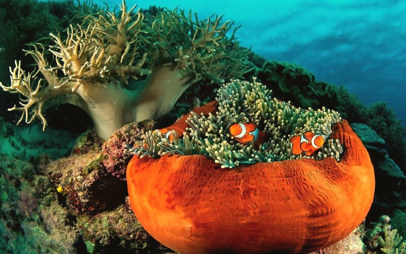 Clownfish in Anemone — Orange, Serene, Photograph, Coral