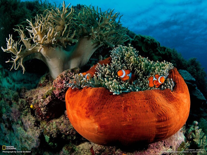 Clownfish in Anemone — Orange, Serene, Photograph