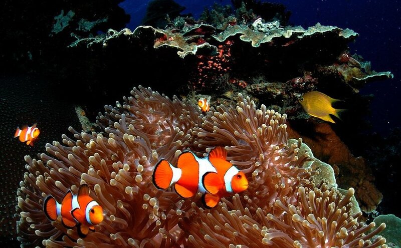 Clownfish in Anemone — Orange, Serene