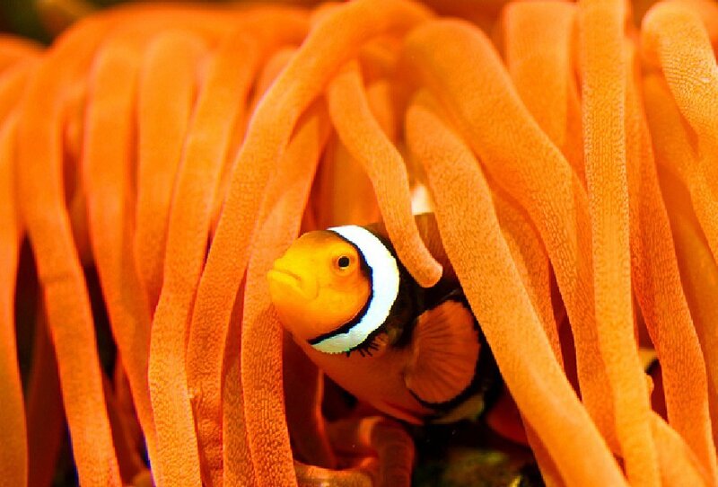 Clownfish in Anemone — Orange