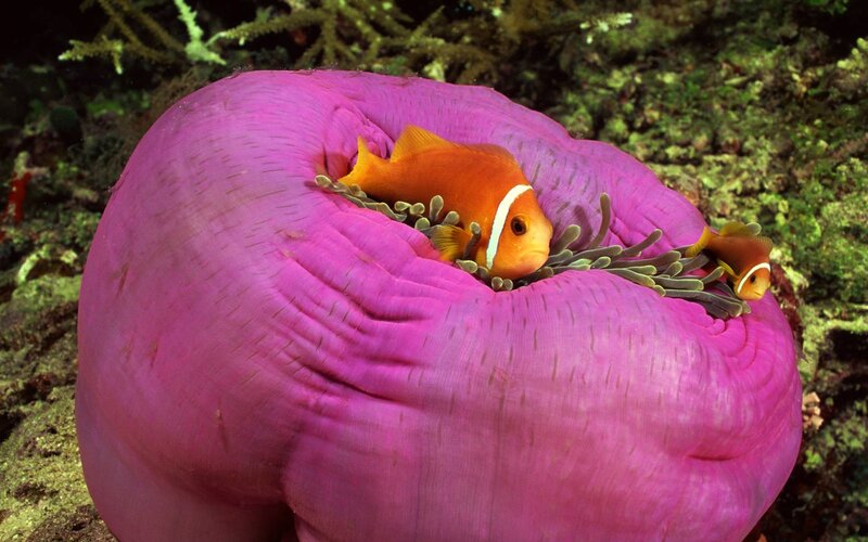Clownfish in Anemone — Pink, Calm