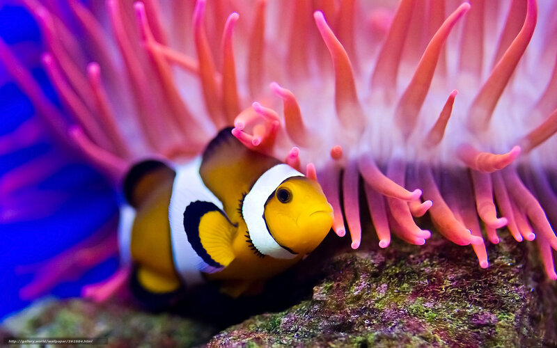 Clownfish in Anemone — Pink, Vibrant, Photograph