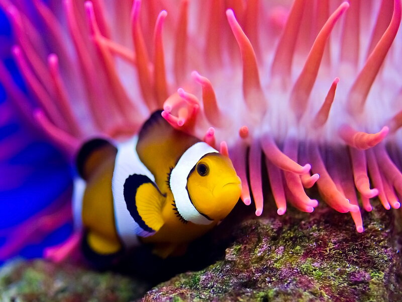 Clownfish in Anemone — Pink, Vibrant