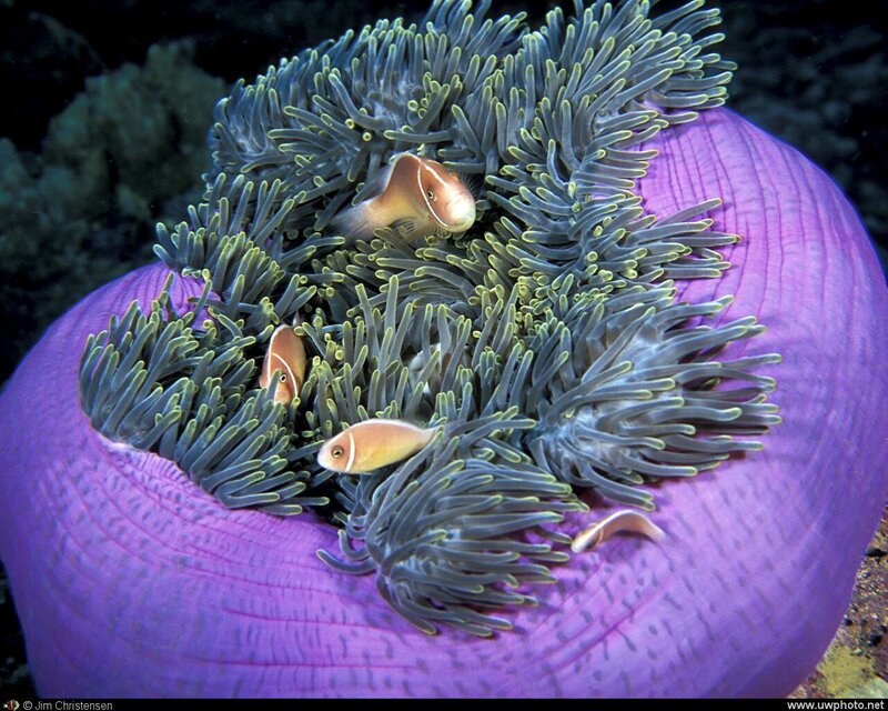 Clownfish in Anemone — Purple, Calm, Photograph, Coral