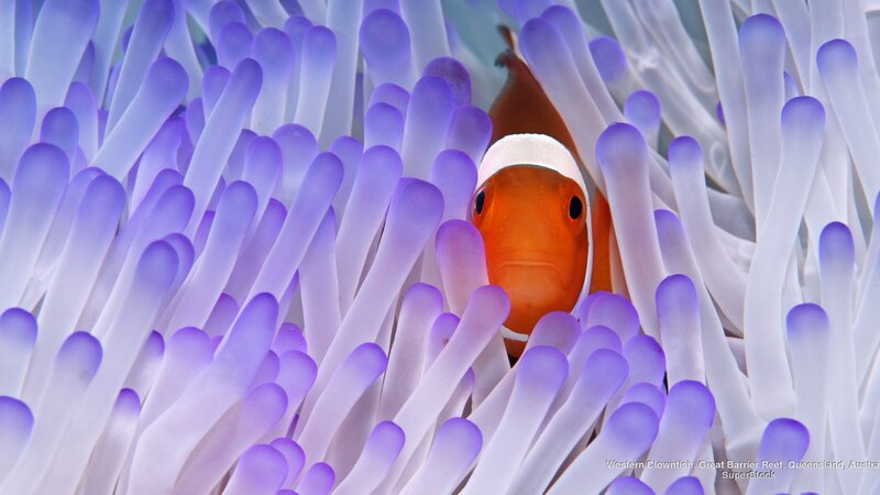 Clownfish in Anemone — Purple, Calm