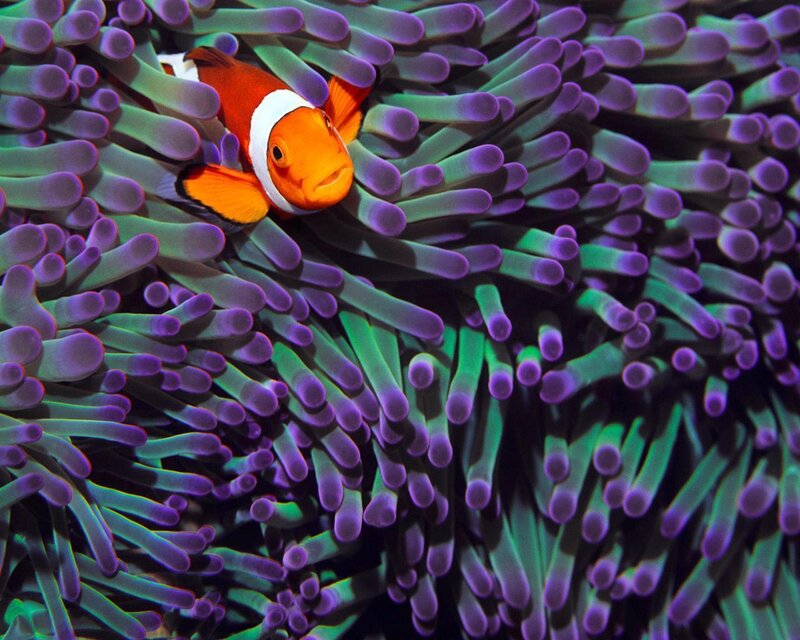 Clownfish in Anemone — Purple