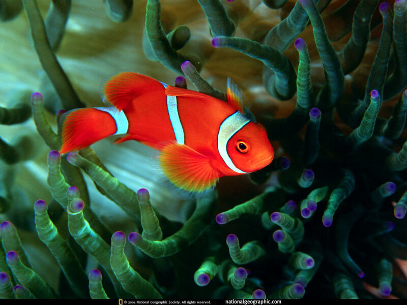 Clownfish in Anemone — Red, Calm, Photograph, Ocean