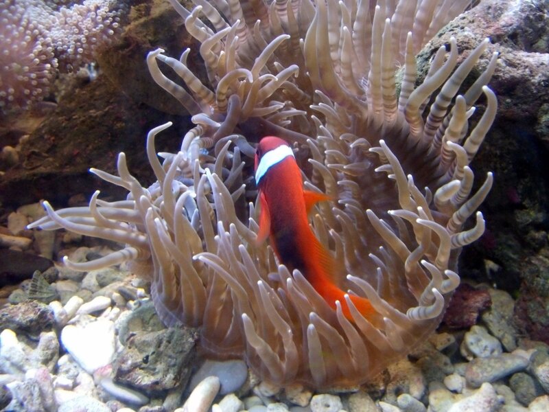 Clownfish in Anemone — Red, Calm