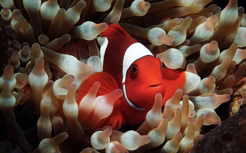 Clownfish in Anemone — Red