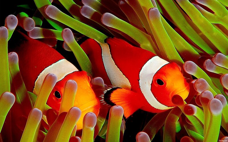 Clownfish in Anemone — Red, Vibrant