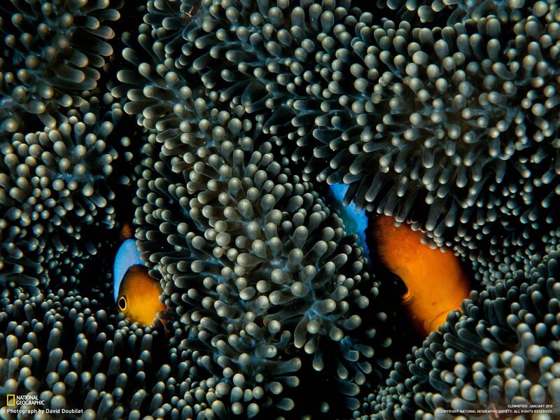 Clownfish in anemone tentacles