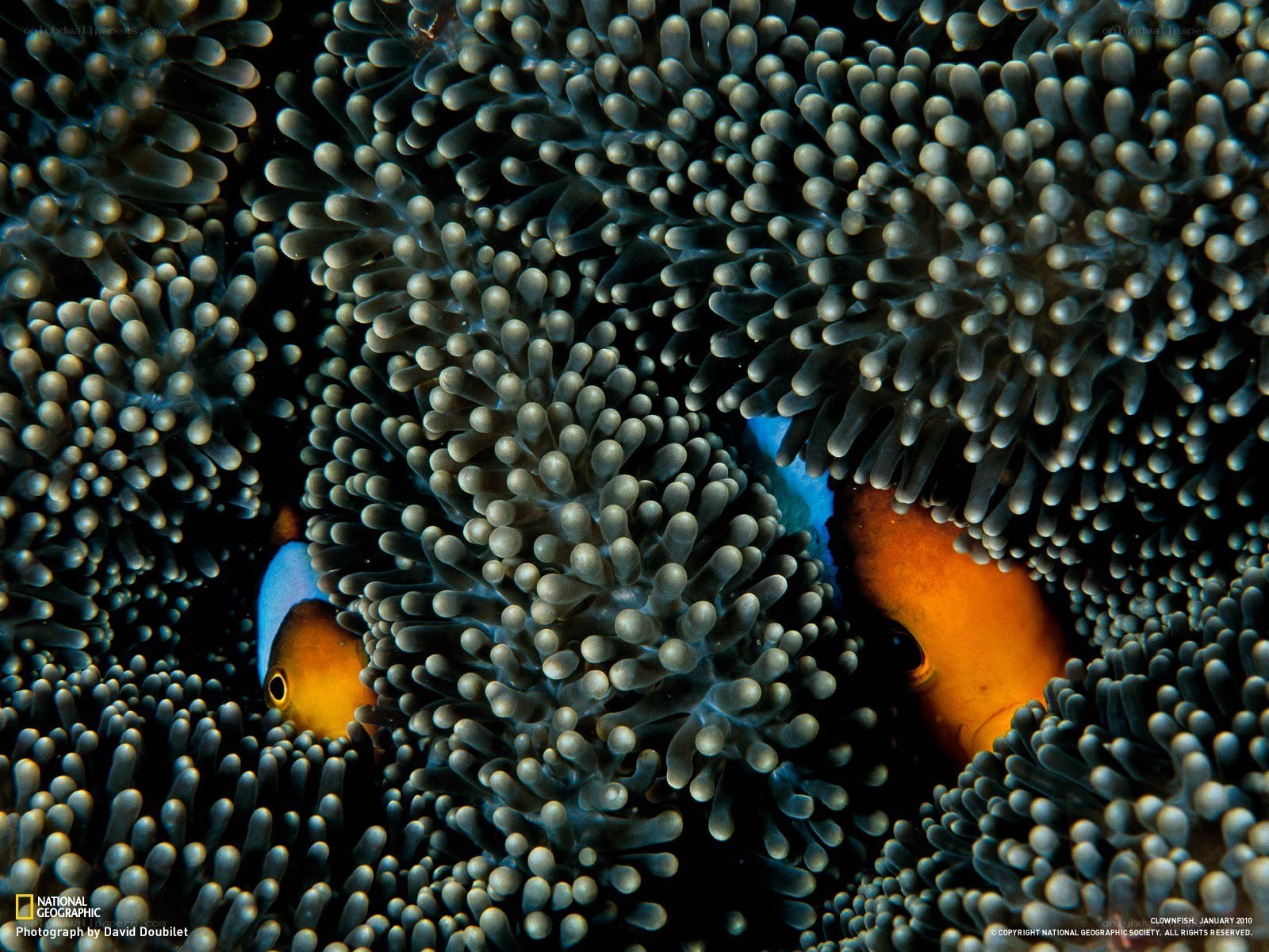 Clownfish in anemone tentacles