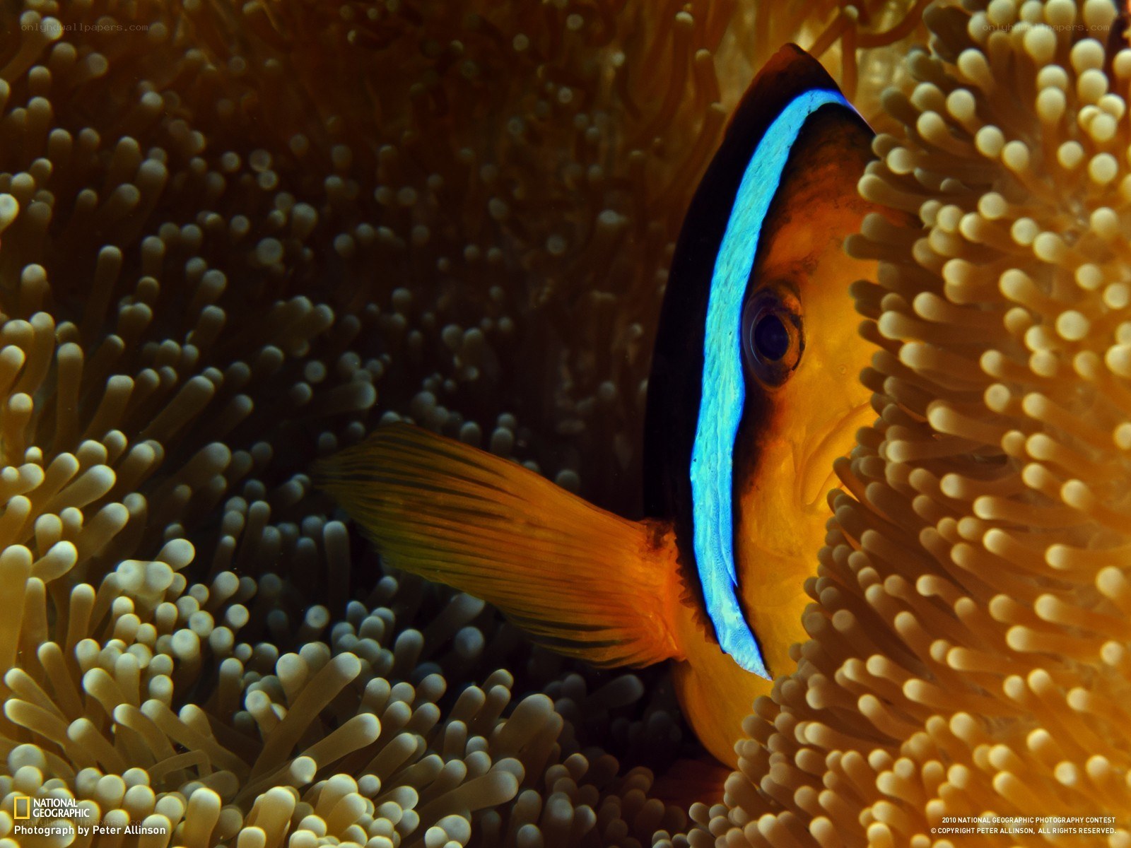 Clownfish in anemone tentacles