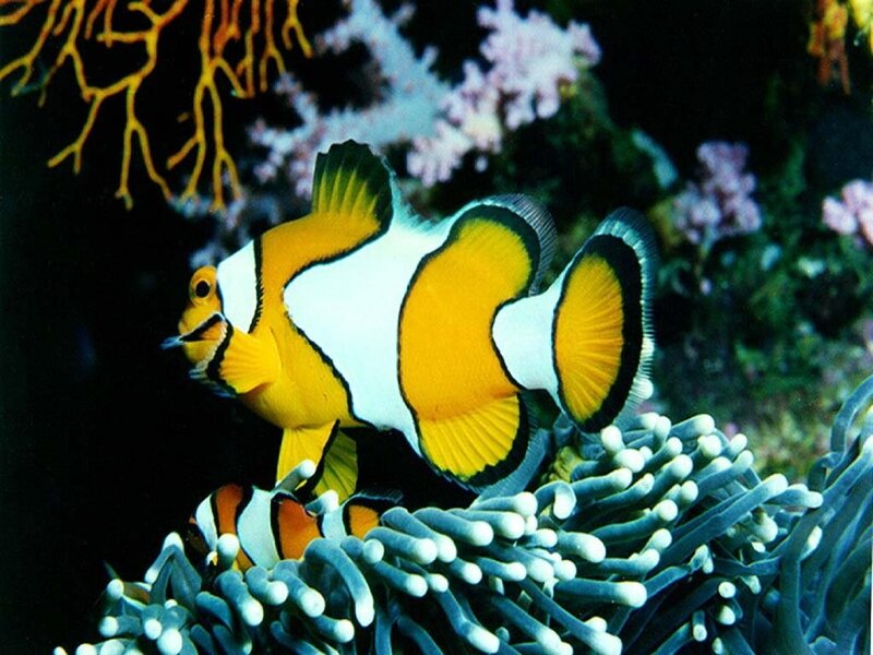 Clownfish in Anemone — Yellow, Calm, Photograph, Coral, Ocean