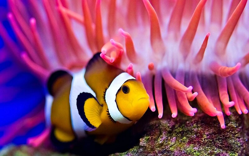 Clownfish in Anemone — Yellow, Calm, Photograph, Coral