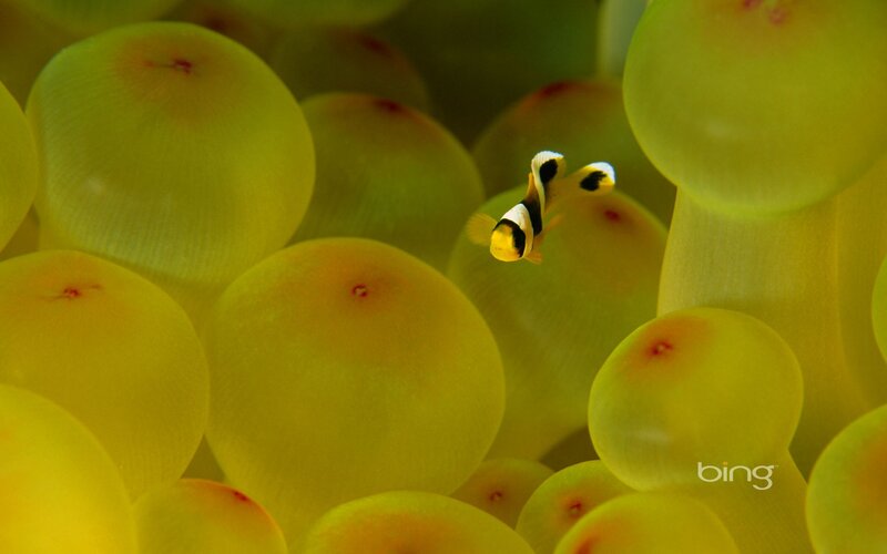 Clownfish in Anemone — Yellow, Calm, Photograph, Fish