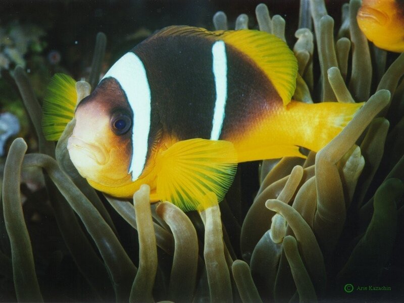Clownfish in Anemone — Yellow, Calm, Photograph, Ocean, Black