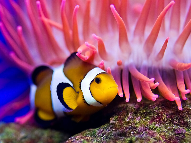 Clownfish in Anemone — Yellow, Calm, Photograph