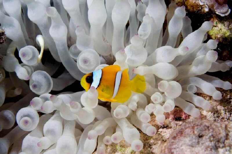 Clownfish in Anemone — Yellow, Calm