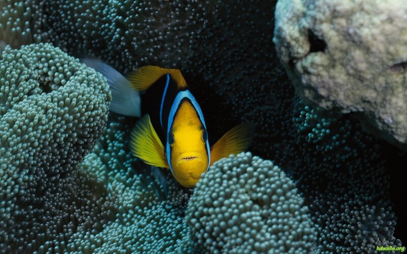 Clownfish in Anemone — Yellow