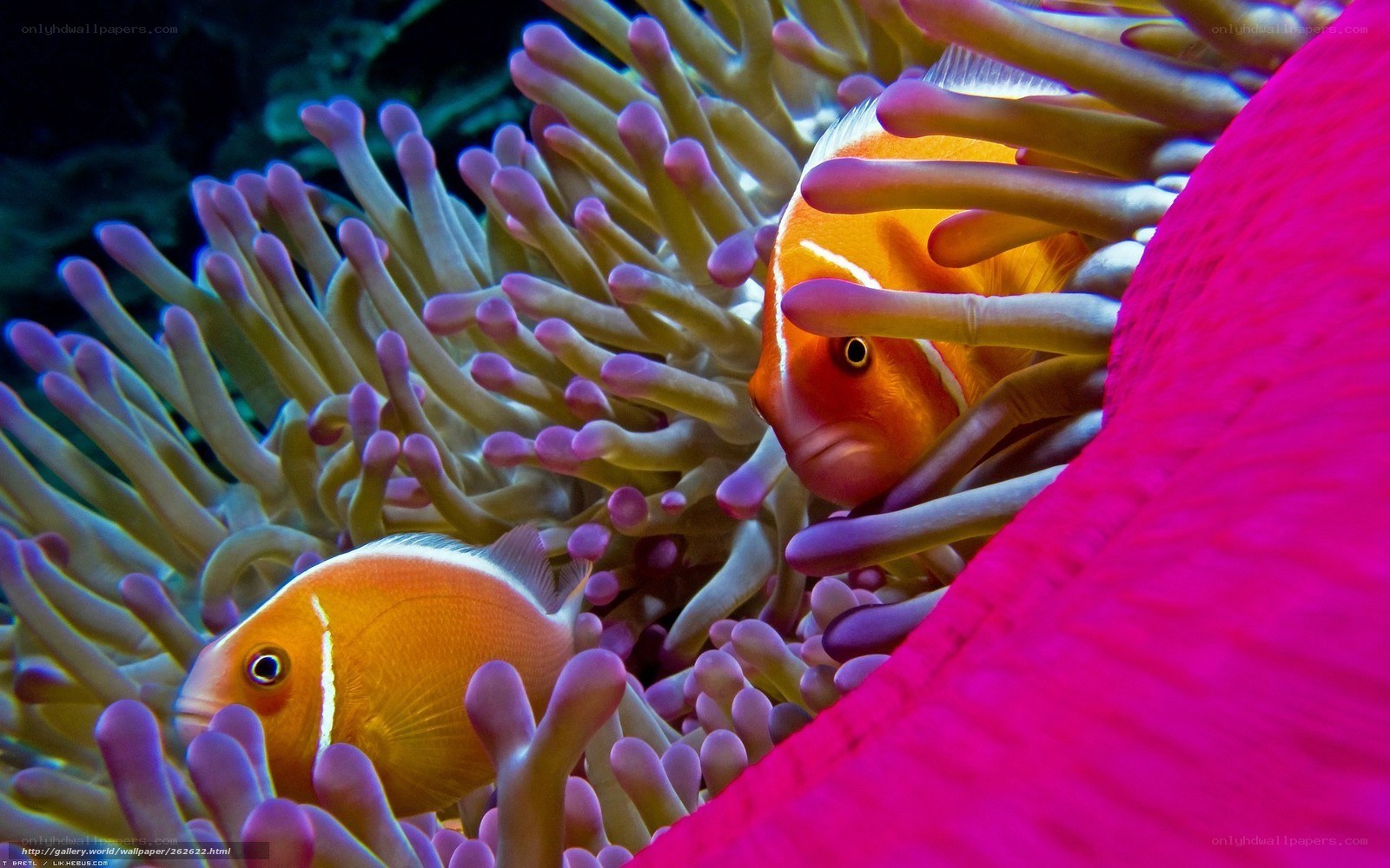 Clownfish in anemone