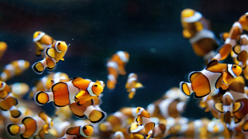Clownfish in Aquarium — Orange, Calm