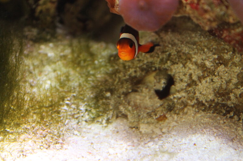 Clownfish in Aquarium — Orange