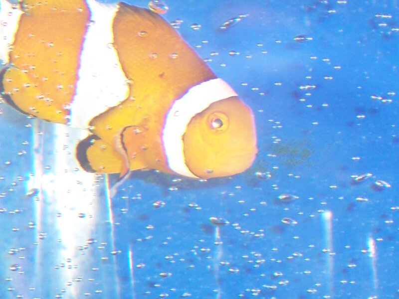 Clownfish in Aquarium