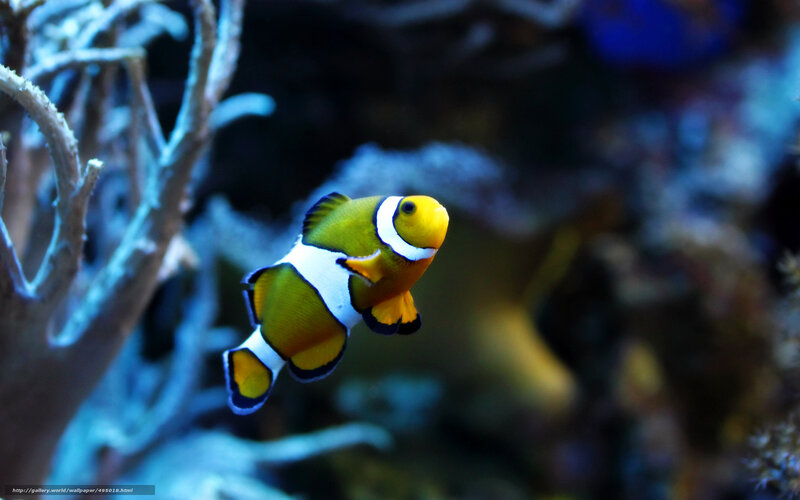 Clownfish in Aquarium — Yellow, Serene