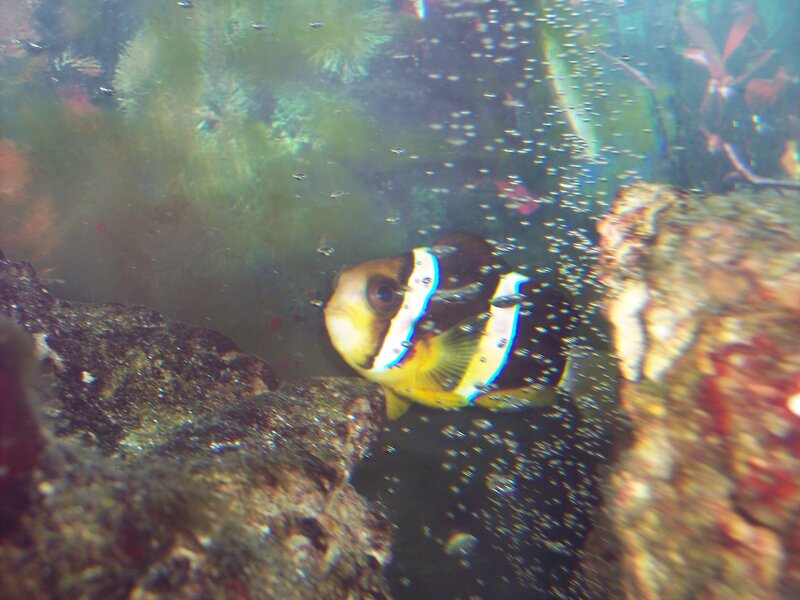 Clownfish in Aquarium — Yellow