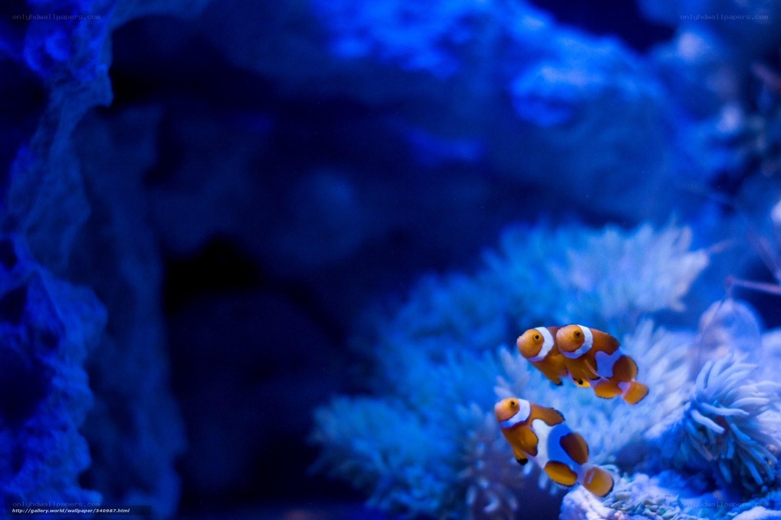 clownfish in blue aquarium