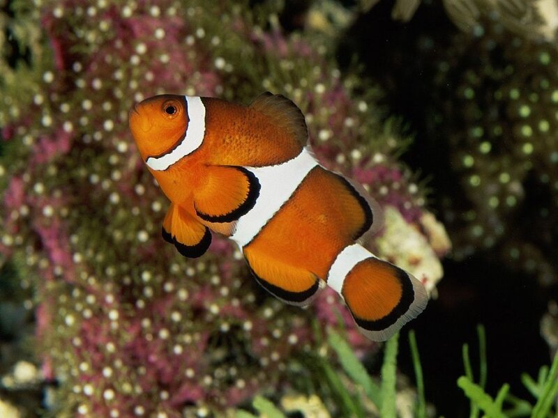 Clownfish in Coral — Orange