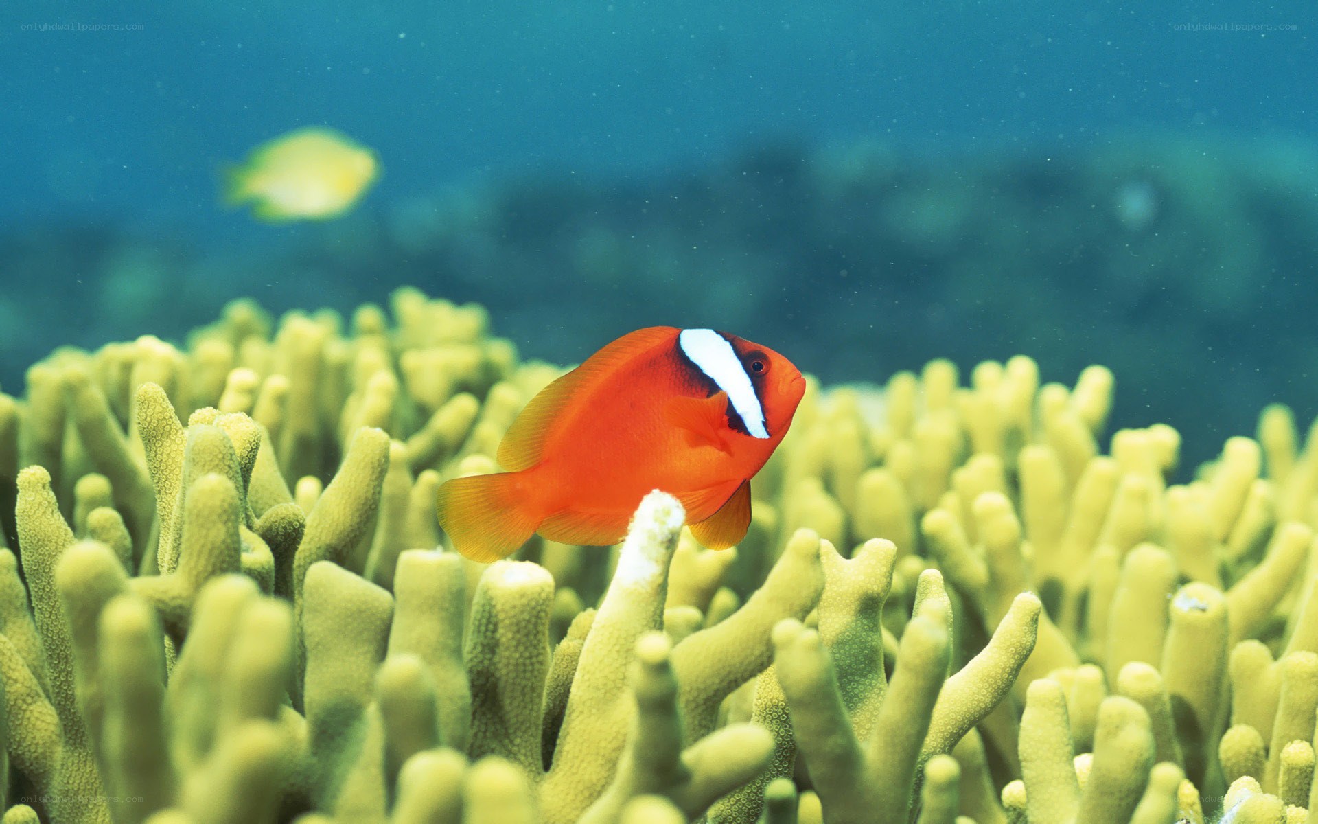 Clownfish in coral reef
