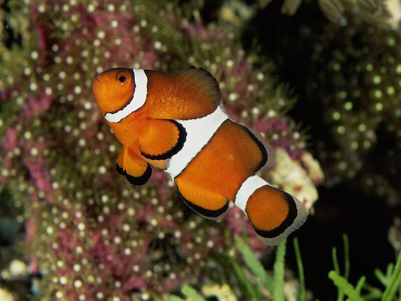 clownfish in coral reef